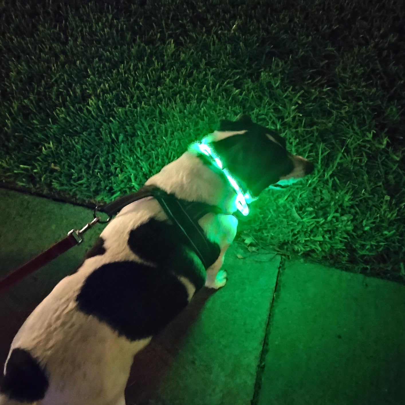 Silicone LED Dog Collar,USB Re - огляд і ціна Pet Supplies In Bulk